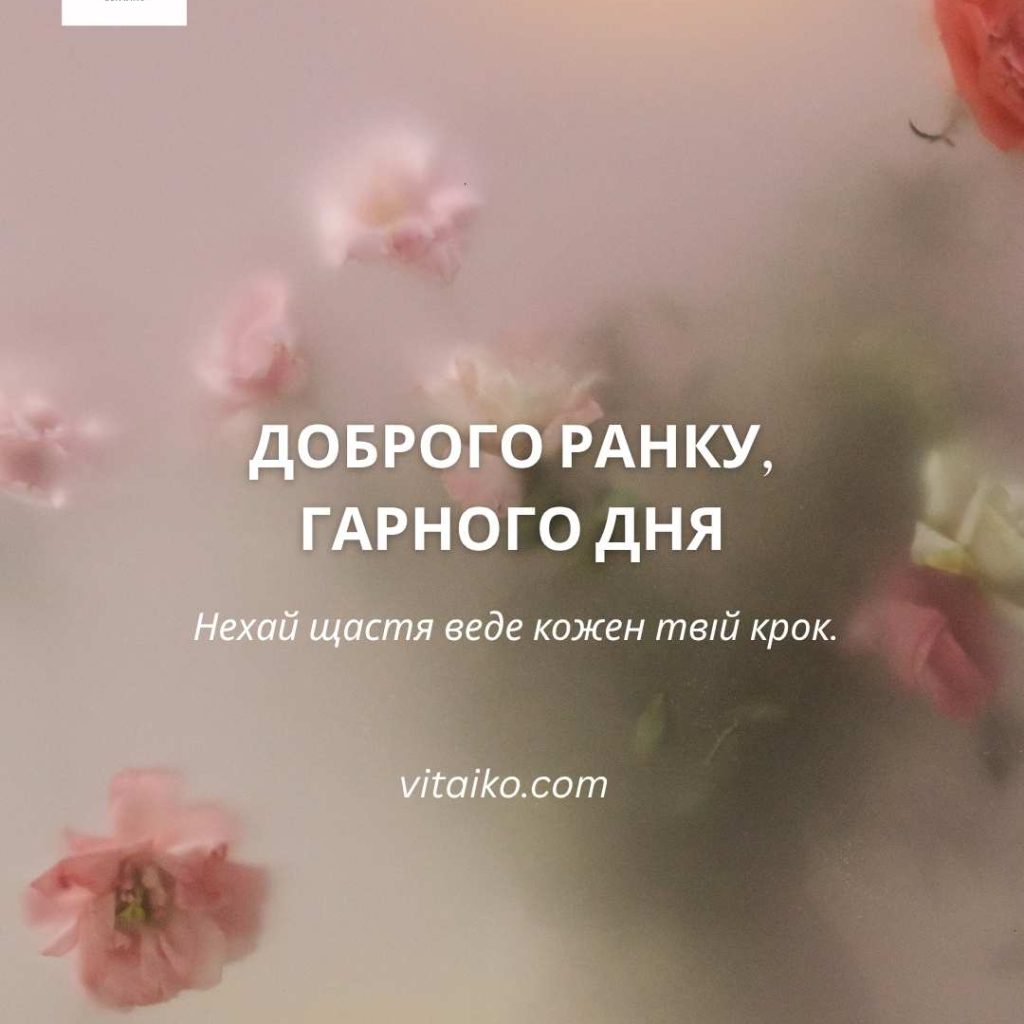 Польові квіти на тлі ранкового неба